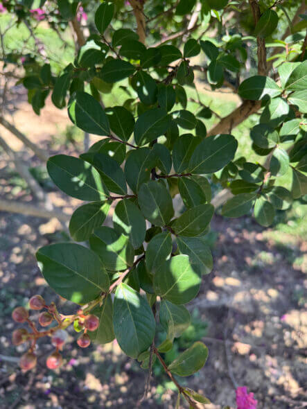 Twilight-Crape-Myrtle-Foliage