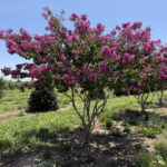 Twilight-Crape-Myrtle-Summer