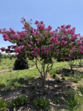 Twilight Crape Myrtle Summer View