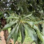 chestnut-oak-leaf chestnut-oak-leaf