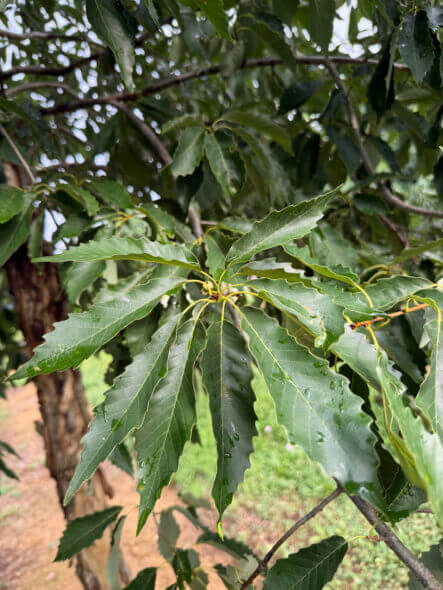 chestnut-oak-leaf chestnut-oak-leaf