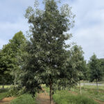summer-chestnut-oak summer-chestnut-oak