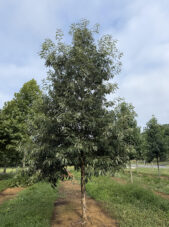 Chestnut Oak in Summer
