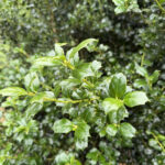Ilex x ‘Dr Kassab’ / Dr Kassab Holly Foliage
