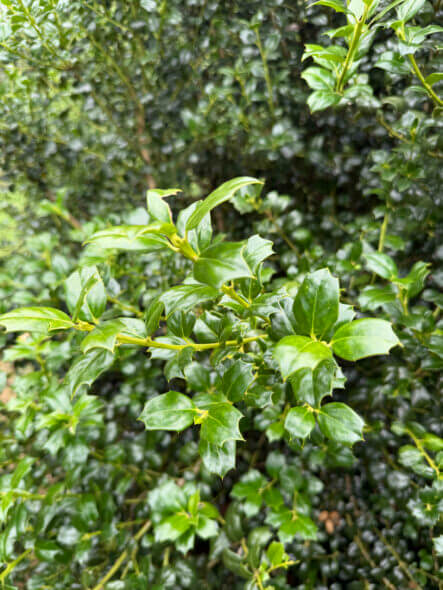 Ilex x ‘Dr Kassab’ / Dr Kassab Holly Foliage